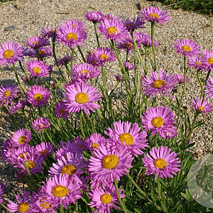 Aster alpinus 'Happy End' GM P9