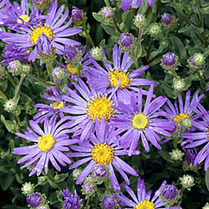 Aster amellus 'Blue King' GM P9
