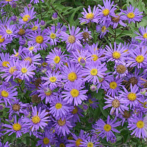 Aster amellus 'Blue King' GM P9