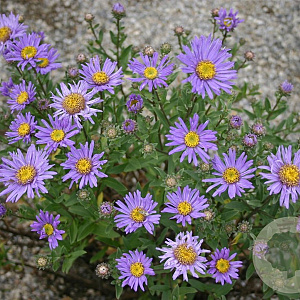 Aster amellus 'Breslau' GM P9