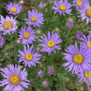 Aster amellus 'Breslau' GM P9
