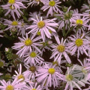 Aster amellus 'Rudolf Goethe' GM P9