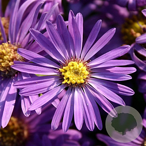 Aster novi-belgii 'Fellowship' GM P9