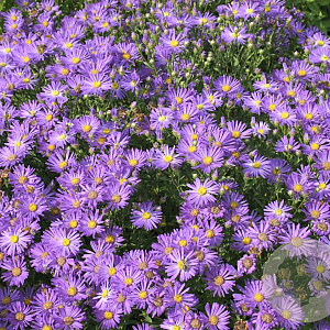 Aster novi-belgii 'Fellowship' GM P9