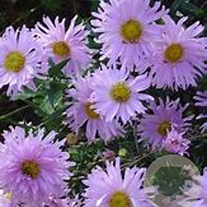 Aster novi-belgii 'Fellowship' GM P9