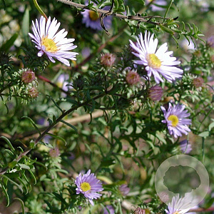 Aster amethystinus 'Freiburg' GM P9