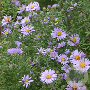Aster amethystinus 'Freiburg' GM P9