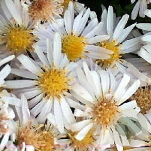 Aster (D) 'Apollo' GM P9