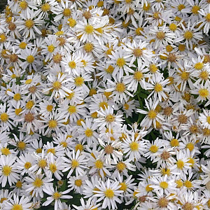 Aster (D) 'Apollo' GM P9