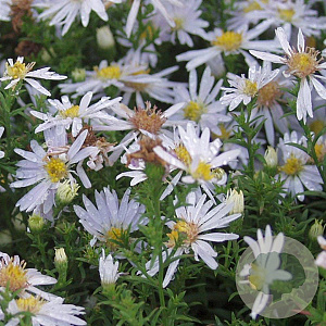 Aster (D) 'Apollo' GM P9
