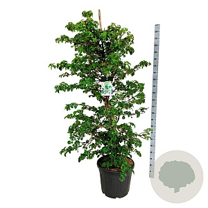 Hydrangea petiolaris 150-175 cm cont. 55L extra