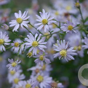 Aster cordifolius 'Photograph' GM P9