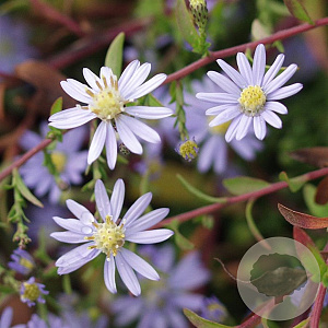 Aster cordifolius 'Photograph' GM P9