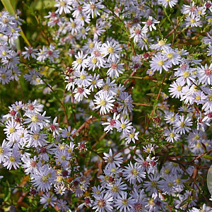 Aster cordifolius 'Photograph' GM P9
