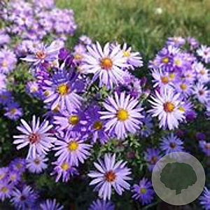 Aster cordifolius 'Silver Spray' GM P9