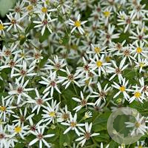 Aster divaricatus GM P9