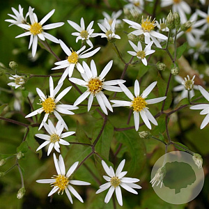 Aster divaricatus GM P9