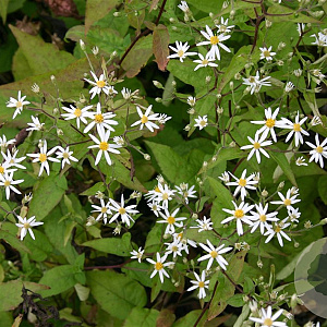 Aster divaricatus GM P9