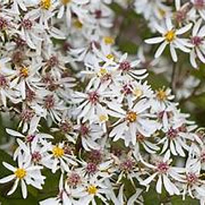 Aster divaricatus 'Beth Chatto' GM P9