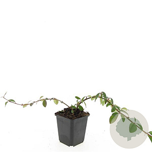 Aster divaricatus 'Beth Chatto' GM P9