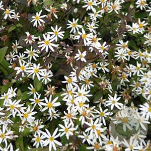 Aster divaricatus 'Beth Chatto' GM P9