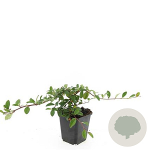 Aster divaricatus 'Beth Chatto' GM P9