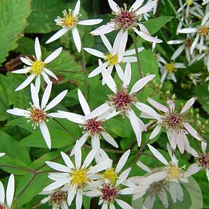 Aster divaricatus 'Beth Chatto' GM P9