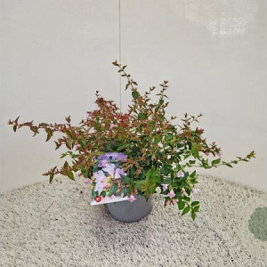 Abelia 'Edward Goucher' 20-25 cm 2,5L