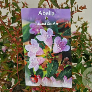 Abelia 'Edward Goucher' 20-25 cm 2,5L