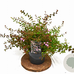 Abelia 'Edward Goucher' 25-30 cm 3,0L