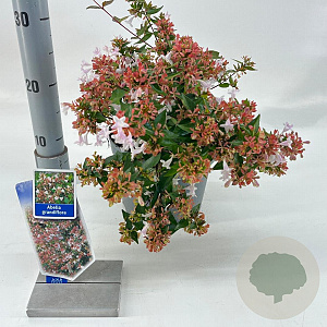 Abelia grandiflora 25-30 cm 3,0L