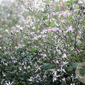 Aster divaricatus 'Tradescant' GM P9