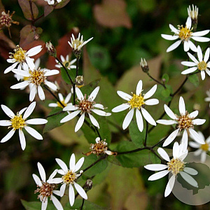 Aster divaricatus 'Tradescant' GM P9
