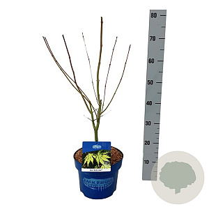 Acer Arctic Jade 50-60 cm 5,0L