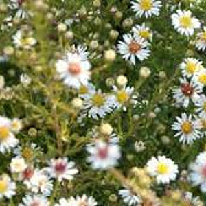 Aster ericoides 'Erlkönig' GM P9