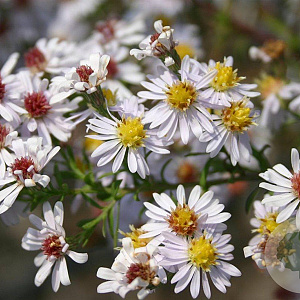Aster ericoides 'Erlkönig' GM P9