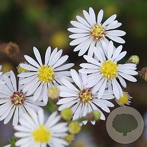 Aster ericoides 'Erlkönig' GM P9