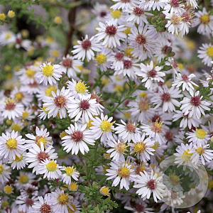 Aster ericoides 'Erlkönig' GM P9