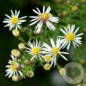 Aster ericoides 'Golden Spray' GM P9