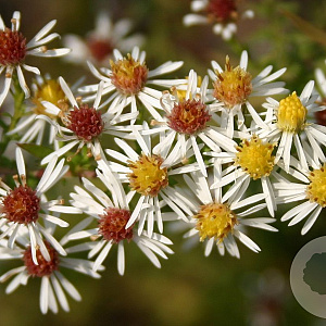 Aster ericoides 'Golden Spray' GM P9