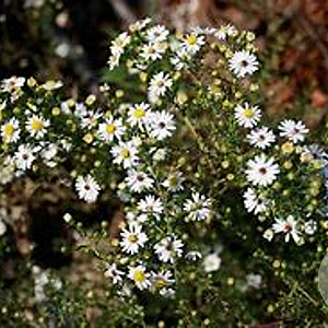 Aster ericoides 'Golden Spray' GM P9