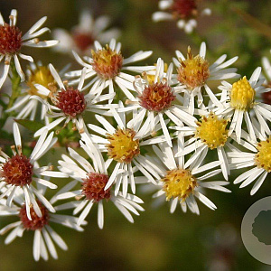 Aster ericoides 'Golden Spray' GM P9