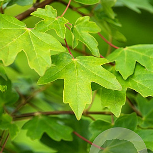 Acer campestre 50-60 HO draadkluit 250 cm stam