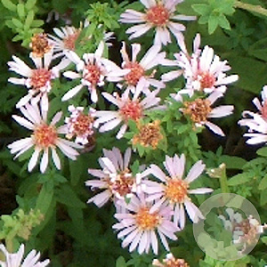 Aster ericoides 'Lovely' GM P9