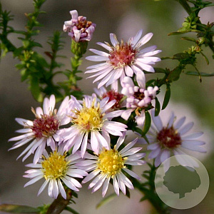 Aster ericoides 'Lovely' GM P9