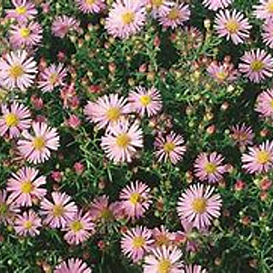Aster ericoides 'Pink Cloud' GM P9