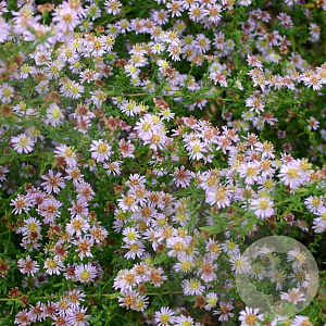 Aster ericoides 'Pink Cloud' GM P9