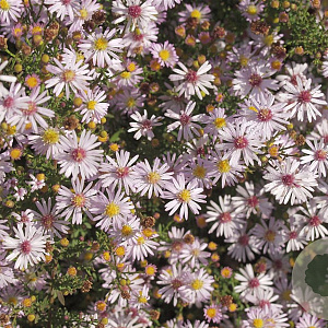 Aster ericoides 'Pink Cloud' GM P9