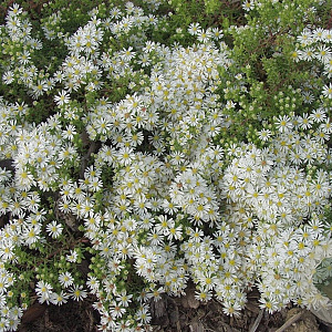 Aster ericoides 'Snowflurry' GM P9