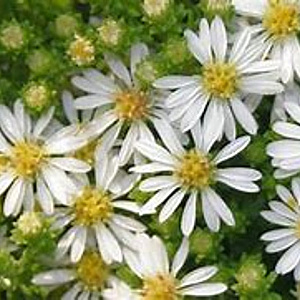 Aster ericoides 'Snowflurry' GM P9